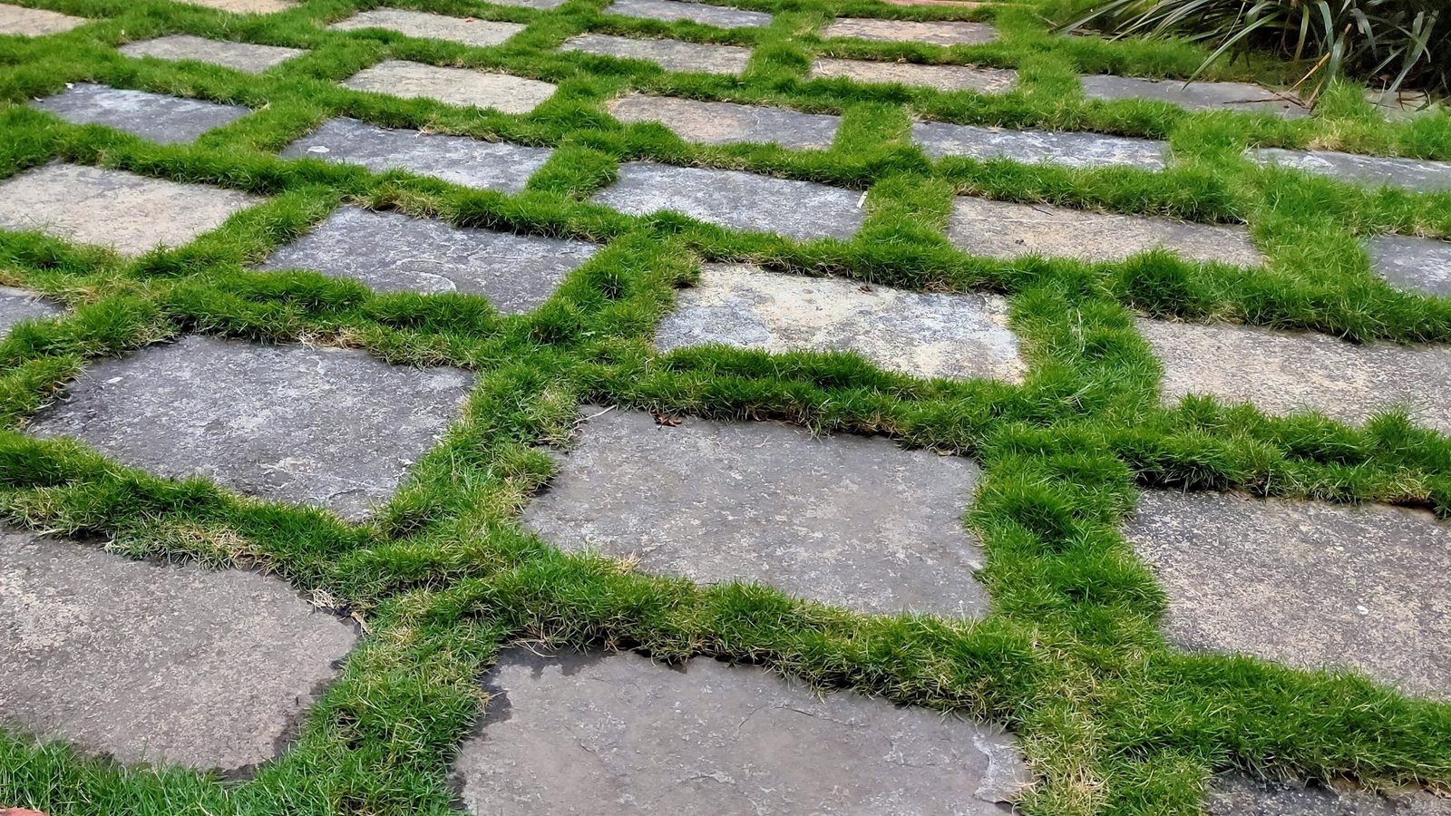 Dalles de béton carrées séparées par des bandes de gazon dans une allée de jardin